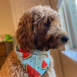 Betty - Goldendoodle