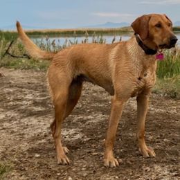 Labrador Retrievers from Steed's Labs