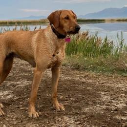 Labrador Retrievers from Steed's Labs