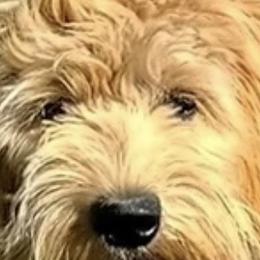 Bernedoodles and Golden Mountain Doodles from Tilley's Southern Doodles