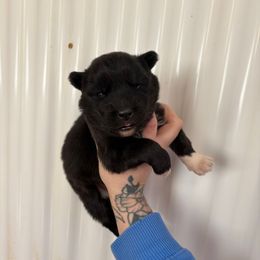 Orange - Black and white female Siberian Husky puppy in Jonesborough, Tennessee from Dry Creek Siberians