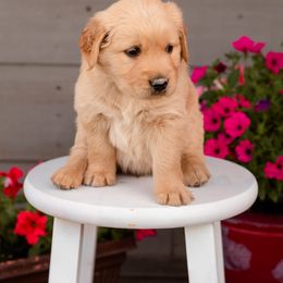 Golden Retriever Puppies from SK Golden Retrievers