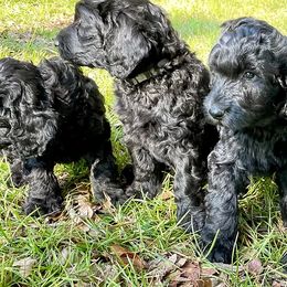 Poodles from Nec Nivem Farm