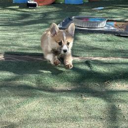 Pembroke Welsh Corgi Puppies from BriarFox Welsh Corgis