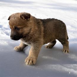 Sable Male 2 - Sable male German Shepherd puppy in Tafton, Pennsylvania from Pocono GSD