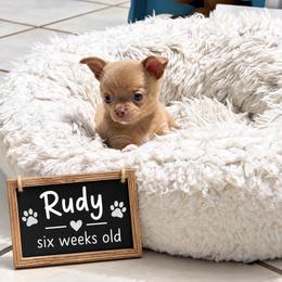 Rudy - Cream male Chihuahua puppy in Leesburg, Florida from Mystic Angels Chihuahuas