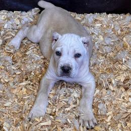 Straw 2- Blue Collar - Fawn male Cane Corso puppy in Compton, California from Urban League Cane Corso