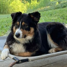 Willow - Australian Shepherd