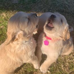 Golden Retriever Puppies from Daniel Ranch Golden Retrievers
