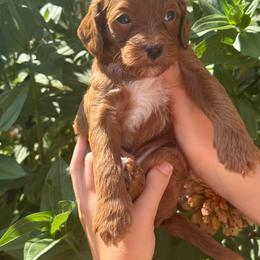 Louis - Red male Cavapoo puppy in Ashland, Kentucky from Still Waters Farm