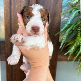 Ian - Brown and white male Bernedoodle puppy in Austin, Texas from Boutique Bernedoodles & Co.