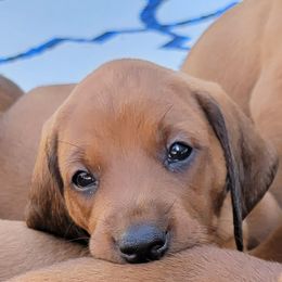 Redbone Coonhounds from M-42 Redbone's
