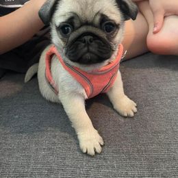 Pug Puppies from Mpabt by Heather Free