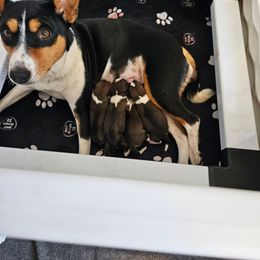 Basenji puppies from Buck Iron Stables Kennel
