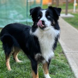 Wally - Miniature Australian Shepherd