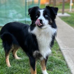 Wally - Miniature Australian Shepherd