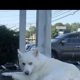 Stone - Pomsky