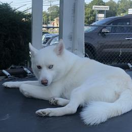 Stone - Pomsky