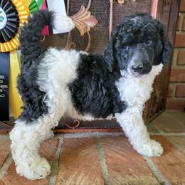 Aussiedoodle and Poodle Puppies from Waterford Doodle Farm