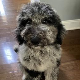Aussiedoodle All Grown Up from Pawsitively Doodles