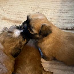 Shih Tzu Puppies from Once in a Lifetime Shih Tzu