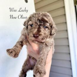 Lucky - Merle male Goldendoodle puppy in Taylorsville, Georgia from Sweet Southern Doodles