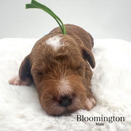 Bloomington - Red  male Goldendoodle puppy in Sunman, Indiana from Brunsman Country Doodles LLC