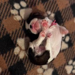 Pebbles - Brindle and white female Cavatzu puppy in Saint Paul, Minnesota from Amy’s Puppy Tzu