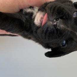 Girl 1 - Boxer puppy in Dickson, Tennessee from Braun's Boxers