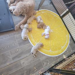 Goldendoodle Puppies from Fisher Pups-Stay Golden with a Doodle