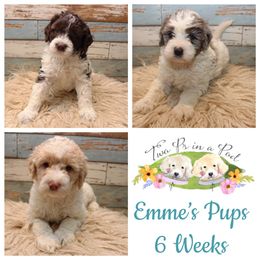 Goldendoodle Puppies from Two Ps in a Pod