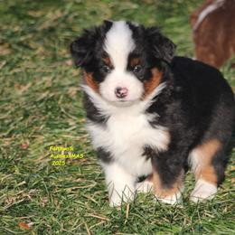 Anakin - Black tri male Miniature American Shepherd puppy in Hillsdale, Michigan from Faithwalk Aussies and Mini American Shepherds
