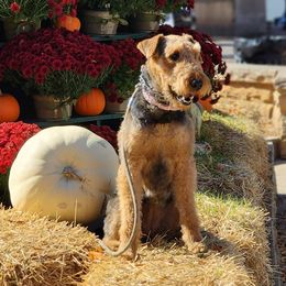 Airedale Terriers from Glenda's Pups