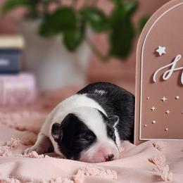 Novella - Black and white female Border Collie puppy in Brooklyn Center, Minnesota from Inspire Performance Dogs
