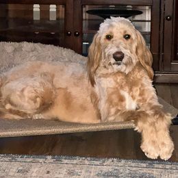 Charli - Goldendoodle