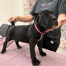 Sparrow - Black female Cane Corso puppy in Lubbock, Texas from Hub City Kennel
