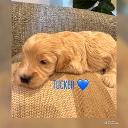 Tucker - Cream male Goldendoodle puppy in Glendale, Arizona from Follow Your Bliss Doodles