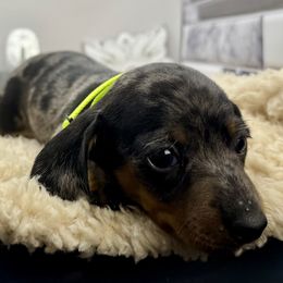Rocky - Dapple male Dachshund puppy in Rio Linda, California from Destiny's Mini Doxies