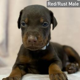 Silver Collar - Red and rust male Doberman Pinscher puppy in Lake City, Florida from Paintedcrazy Doberman Pinchers