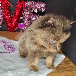 Pepper's Radioactive - Lavender female Pomeranian puppy in Plant City, Florida from Pepper's Pomeranians