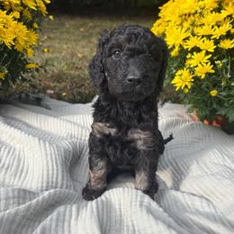 Delta - Phantom female Poodle puppy in Troy, New Hampshire from SP Standard Poodles