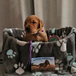 Lavender - Dark golden female Golden Retriever puppy in Bellevue, Michigan from Double D Ranch Golden Retrievers LLC