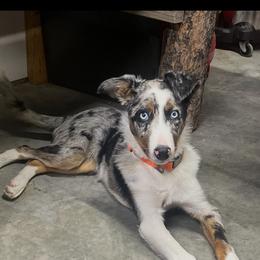 Ringo - White and blue merle male Border Collie puppy in Oberlin, Kansas from Hangin R Kennels