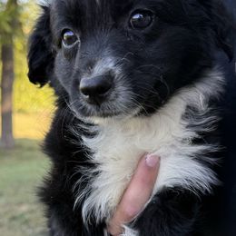Dino - Black & white male Australian Shepherd puppy in Quaker City, Ohio from Wagon Wheel Aussies and Corgi’s