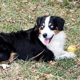 Miniature Australian Shepherd and Toy Australian Shepherd Puppies from Miller Hill Aussies