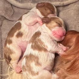 Rock of ages Litter - Blenheim female Cavalier King Charles Spaniel puppy in Saint Augustine, Florida from STARGAZER CAVALIERS