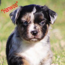 Miniature Australian Shepherd Puppies from Mutton Creek Aussies