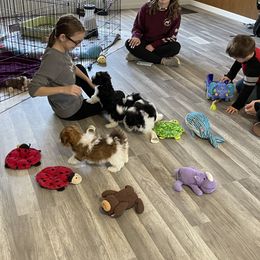 Havanese Puppies from Coraz’on Havanese