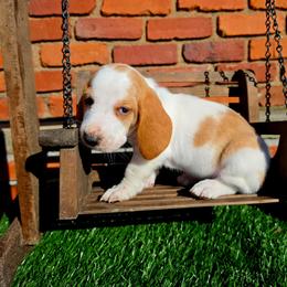 Mongo - Red and white male Basset Hound puppy in Bellaire, Ohio from Blessed Bassets