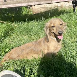 Sage - Dachshund
